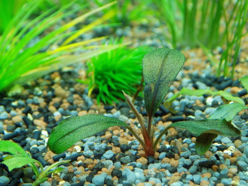 aquarium plants