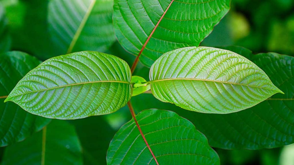 green thai kratom